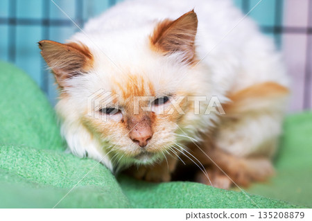 Fragile cat in calm enclosure, Resting cat with stained eyes inside cozy wire enclosure Fragile cat in calm enclosure, Resting cat with stained eyes inside cozy wire enclosure 135208879