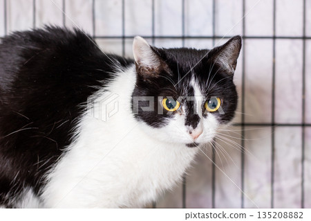 Wirefacing cat with amber eyes attentive, Adult cat with expressive gaze prepared for evaluation 135208882