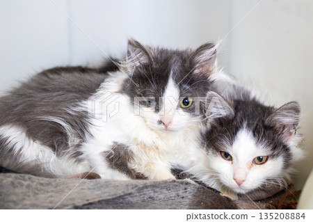 Two feline companions sharing warmth, Grey and white cats resting harmoniously together 135208884