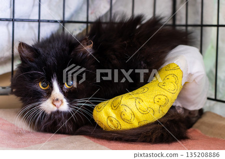 Fluffy cat in cage looks hopeful, Pet kitten in distress trapped inside medical enclosure 135208886