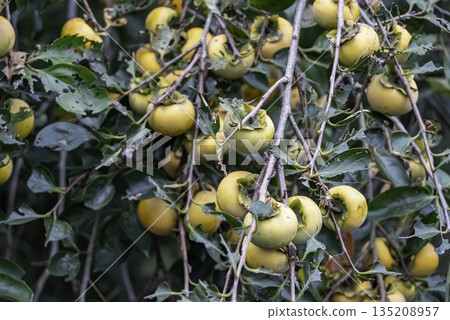 長勢穩定的柿子 135208957