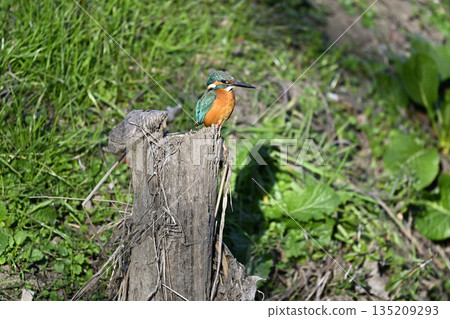 色彩艷麗的野生鳥類：翠鳥（雌性） 135209293
