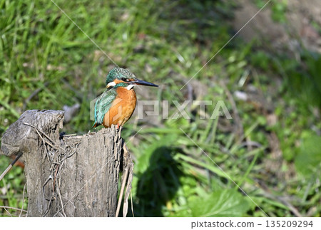 色彩艷麗的野生鳥類：翠鳥（雌性） 135209294