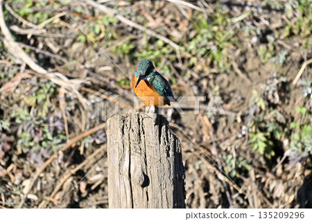 色彩艷麗的野生鳥類：翠鳥（雌性） 135209296
