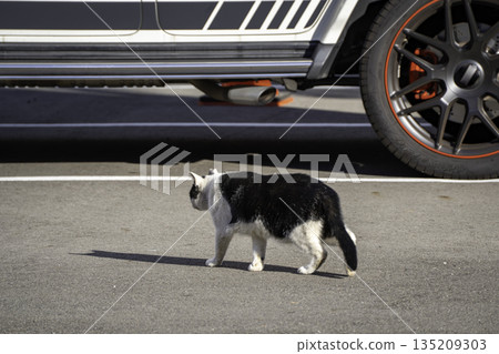 一隻貓緩緩走著 135209303
