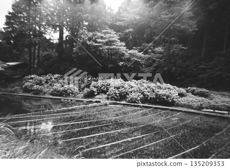 Hydrangeas blooming vigorously 135209353
