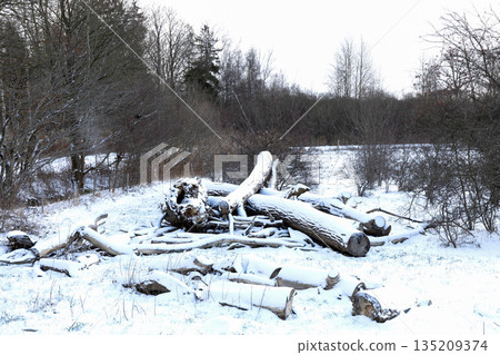 Winter logging site with cut trees in snow Winter logging site with cut trees in snow 135209374