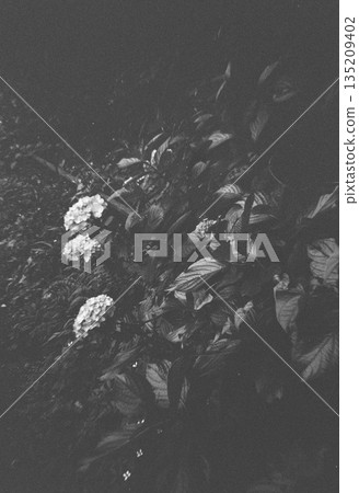 繡球花靜靜地綻放 135209402