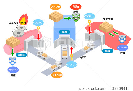 葡萄糖和胰島素的作用 135209413