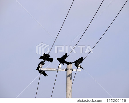 Crows gathering on a telephone pole 135209456