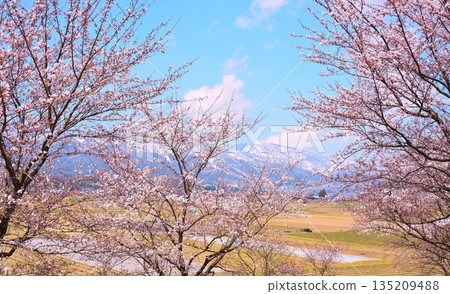早春時節，長野縣飯山市郊外的櫻花盛開。 135209488