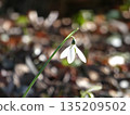 Snowdrop macro soft winter light 135209502