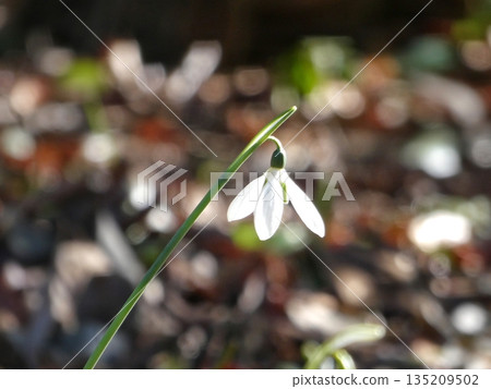 Snowdrop macro soft winter light Snowdrop macro soft winter light 135209502