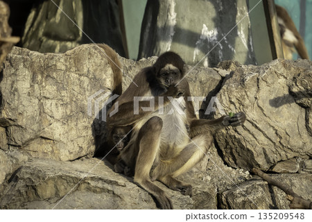 Parent and child of brown spider monkey Parent and child of brown spider monkey 135209548