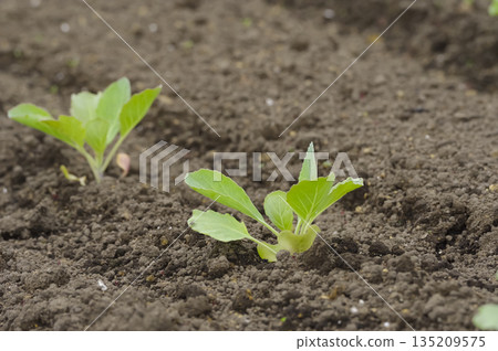 生長在肥沃土壤中的捲心菜幼苗 135209575