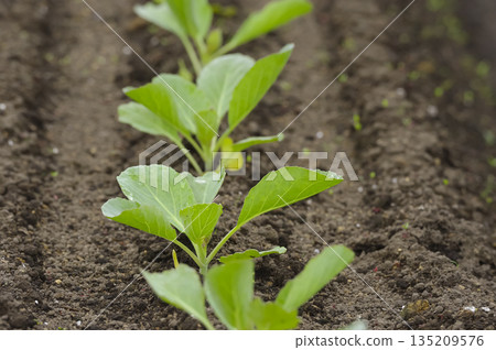 Cabbage seedlings growing in fertile soil Cabbage seedlings growing in fertile soil 135209576