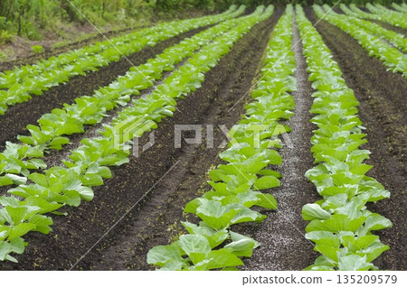 Cabbage seedlings growing in fertile soil Cabbage seedlings growing in fertile soil 135209579
