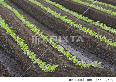 生長在肥沃土壤中的捲心菜幼苗 生長在肥沃土壤中的捲心菜幼苗 135209580