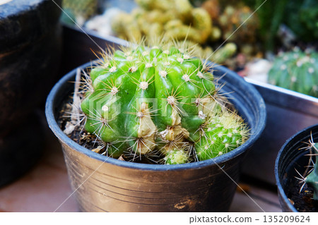 Close up blooming cactus and cacti in a black pot in garden 135209624