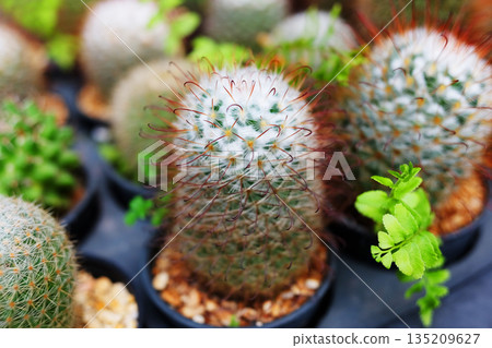 Close up blooming cactus and cacti in a black pot in garden 135209627