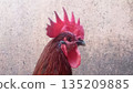 Rooster With Red Comb Close Up Farm Animal Portrait 4k 135209885
