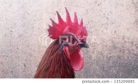 Rooster With Red Comb Close Up Farm Animal Portrait 4k Rooster With Red Comb Close Up Farm Animal Portrait 4k 135209885