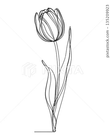 Continuous Line Drawing of Tulip Flower Minimalist Spring Floral Design 135209923