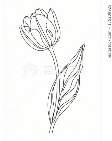 Minimalist Tilted Tulip Flower Continuous Line Art Spring Illustration Minimalist Tilted Tulip Flower Continuous Line Art Spring Illustration 135209925