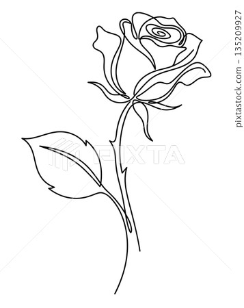 Single Line Drawing of Rose Flower with Thorny Stem Minimalist Floral Art Single Line Drawing of Rose Flower with Thorny Stem Minimalist Floral Art 135209927