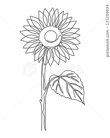 Minimalist Sunflower Continuous One Line Art Drawing 135209934