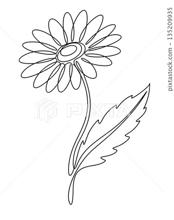 Single Line Art Daisy Flower Illustration Single Line Art Daisy Flower Illustration 135209935