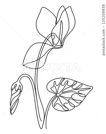 Single Cyclamen Flower and Bud Line Art Drawing Single Cyclamen Flower and Bud Line Art Drawing 135209939