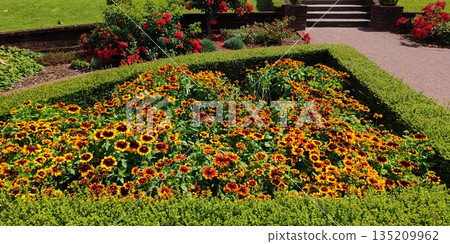 Rudbeckia in Government Gardens [Rotorua, New Zealand] 135209962