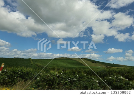 New Zealand Green 135209992