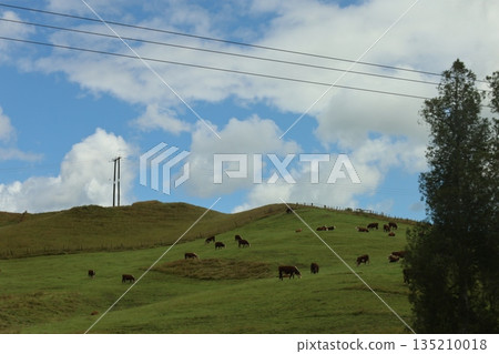 New Zealand Green 135210018