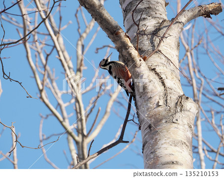Great spotted woodpecker and blue sky Great spotted woodpecker and blue sky 135210153