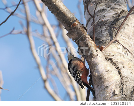 Great spotted woodpecker and blue sky Great spotted woodpecker and blue sky 135210154
