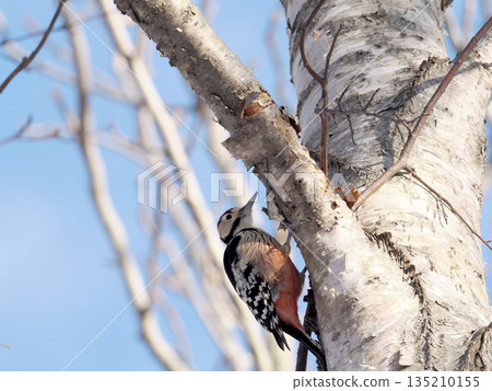 Great spotted woodpecker and blue sky 135210155