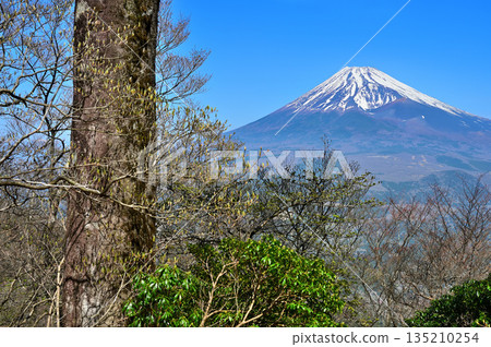 Mount Echizen in the Ashitaka Mountains: Mount Fuji towering over the forest in early spring Mount Echizen in the Ashitaka Mountains: Mount Fuji towering over the forest in early spring 135210254