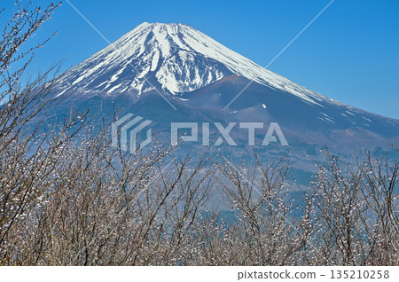 足座山脈的越前山，富士見台和富士山上的櫻花盛開。 135210258
