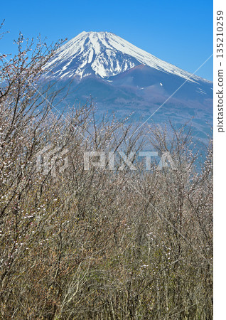 Mount Echizen in the Aitaka Mountains, Mount Fuji with cherry blossoms blooming on Fujimidai Mount Echizen in the Aitaka Mountains, Mount Fuji with cherry blossoms blooming on Fujimidai 135210259