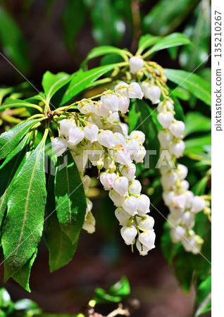Mount Echizen in the Ashitaka Mountains - Andromeda flowers 135210267