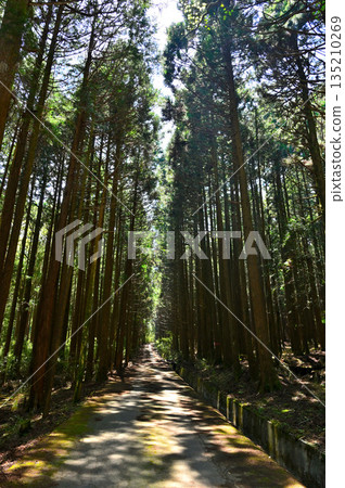 相高山脈的越前山，以及沿著大澤入森林道路的杉樹林 135210269