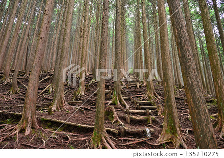 越前岳，位於足座山脈：一條健行小徑，沿著西脊穿過柏樹林。 135210275