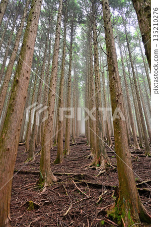 越前岳，位於足座山脈：一條健行小徑，沿著西脊穿過柏樹林。 135210276