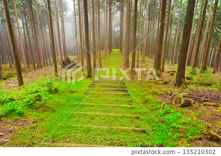 Ashitaka Mountains, Fuji Hinoki Forest, Green Promenade 135210302