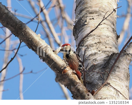 Great spotted woodpecker and blue sky 135210334