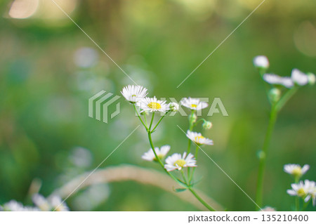 白色花朵,雛菊,小花 白色花朵,雛菊,小花 135210400