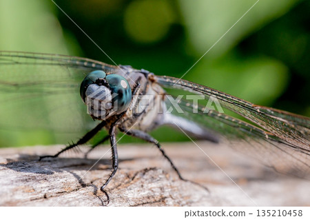 Dragonfly Glasses 135210458