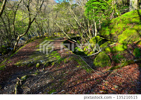 相高山脈越前岳,大澤路線,林道遺跡 相高山脈越前岳,大澤路線,林道遺跡 135210515